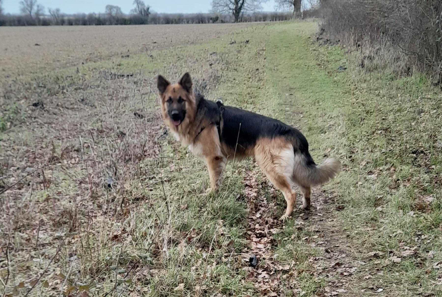 Bear – Norfolk